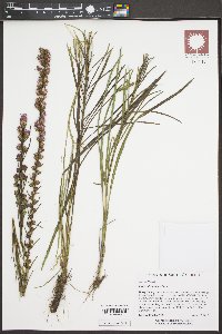 Liatris pilosa image