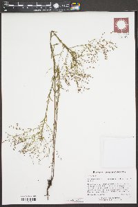 Lechea pulchella var. ramosissima image