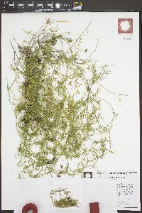 Vicia hirsuta image
