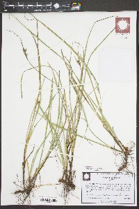 Scleria ciliata image