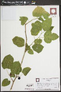 Morus alba image
