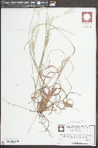 Andropogon ternarius image