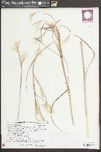 Andropogon ternarius image