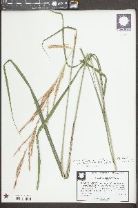 Saccharum baldwinii image