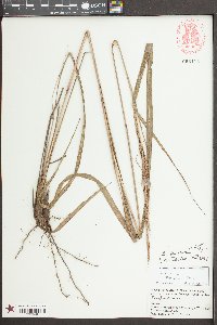 Saccharum baldwinii image