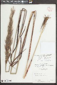 Saccharum coarctatum image