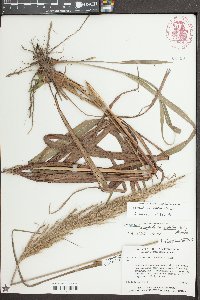 Saccharum brevibarbe image