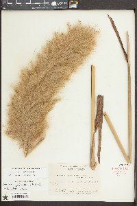 Saccharum giganteum image