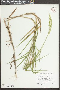 Sacciolepis striata image