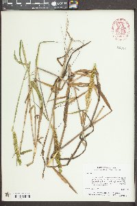 Sacciolepis striata image