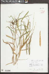 Sacciolepis striata image