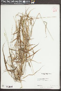 Sacciolepis striata image