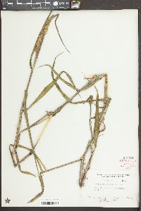 Sacciolepis striata image
