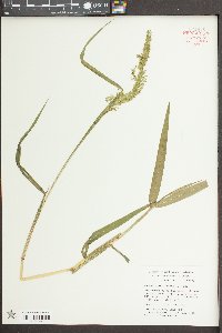 Sacciolepis striata image