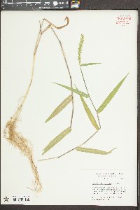 Sacciolepis striata image