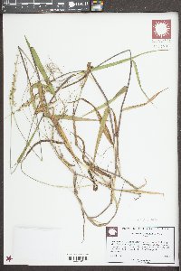 Sacciolepis striata image