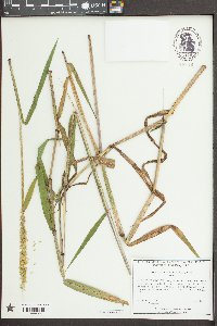Sacciolepis striata image