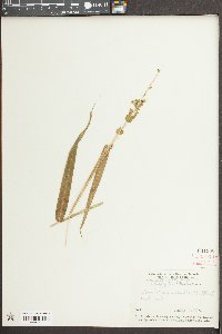 Sacciolepis striata image