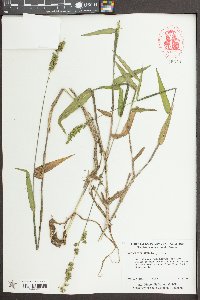 Sacciolepis striata image