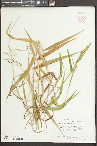 Sacciolepis striata image