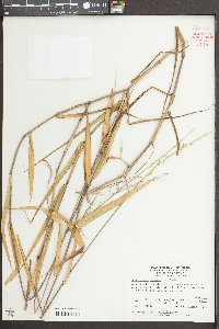 Sacciolepis striata image