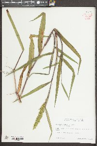 Sacciolepis striata image