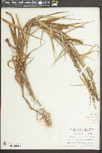 Sacciolepis striata image