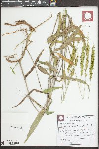 Sacciolepis striata image