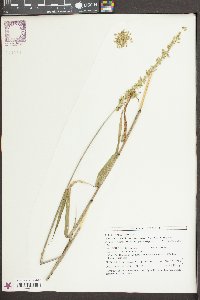 Sacciolepis striata image