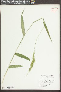 Sacciolepis striata image