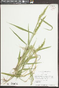 Sacciolepis striata image