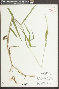 Sacciolepis striata image