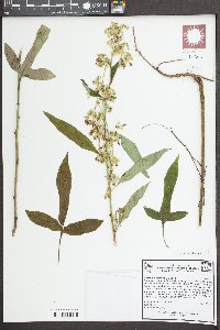 Nabalus altissimus image