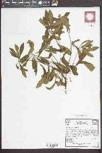 Morella cerifera image