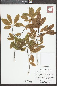 Ilex amelanchier image