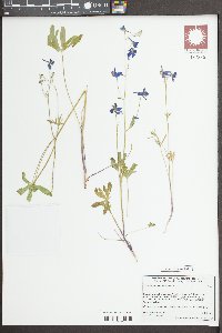 Delphinium depauperatum image