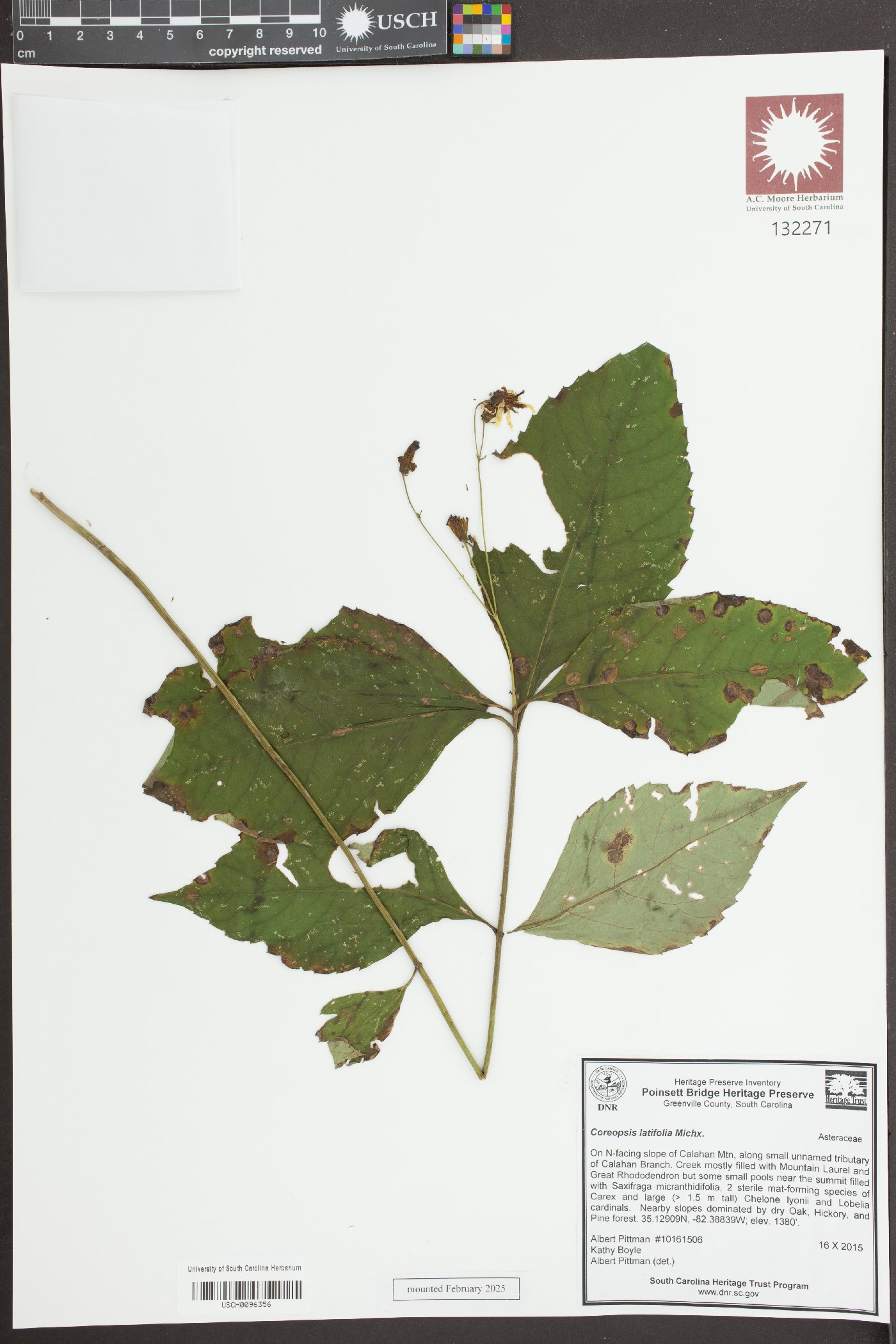 Coreopsis latifolia image