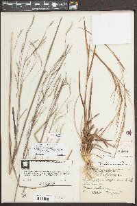 Schizachyrium stoloniferum image