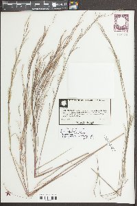 Schizachyrium scoparium var. stoloniferum image