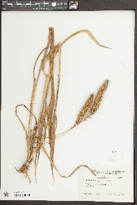 Setaria italica image