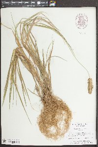Pennisetum glaucum image