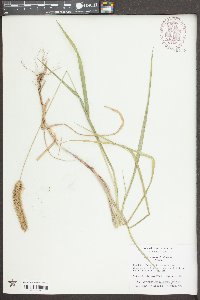 Pennisetum glaucum image