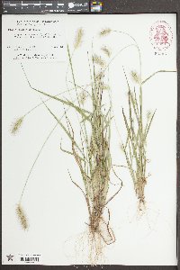 Pennisetum glaucum image