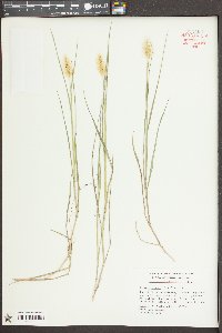 Pennisetum glaucum image