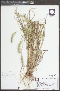 Setaria pumila image
