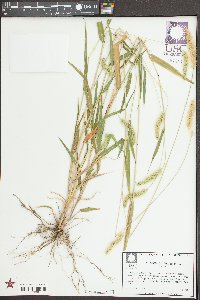 Setaria pumila image
