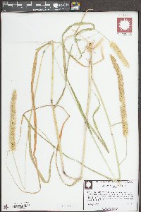 Setaria pumila image