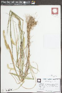 Setaria pumila image