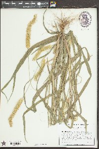 Setaria pumila image