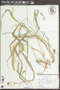 Setaria pumila image